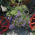 Gradina ta Rustica